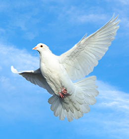 White Dove