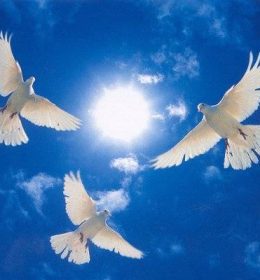 3 Doves