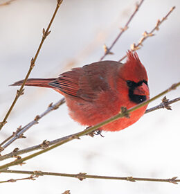 Northern Cardinal, Cardinalis Cardinalis